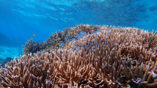 winter-snorkeling