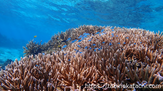 winter-snorkeling